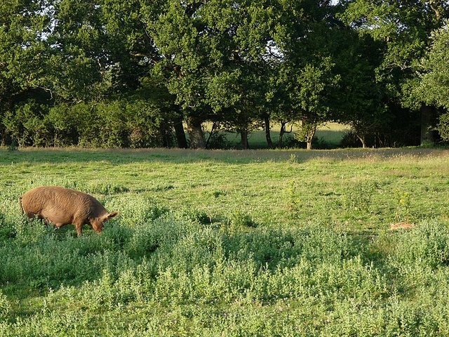 Tamworth pig on the Knepp estate. Photo by tomline43